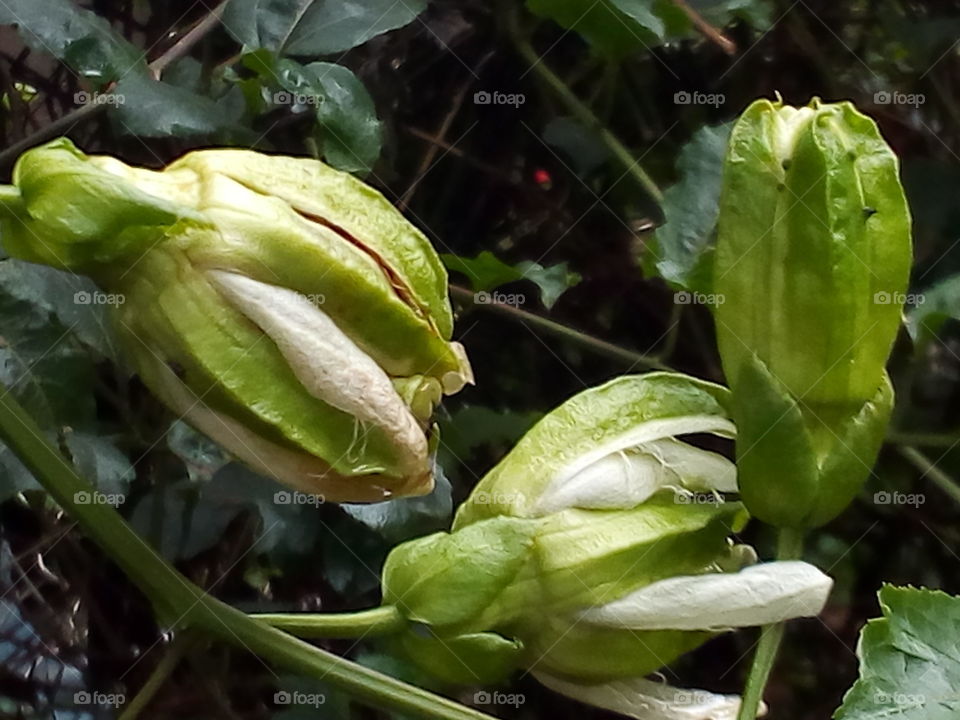 Flower bud