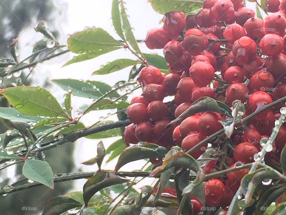 Red berries  on a branch 