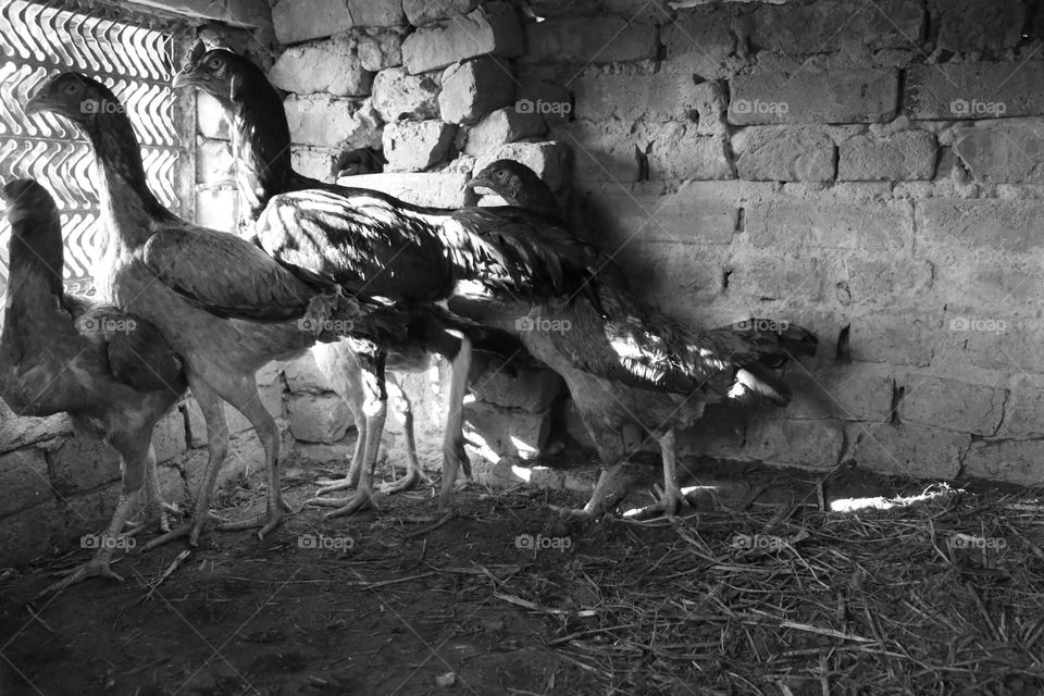 my poultry birds looking outside through window