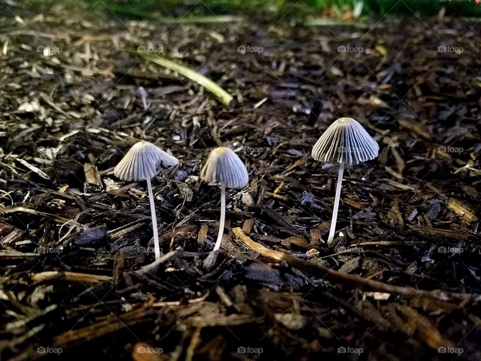 3 fungi