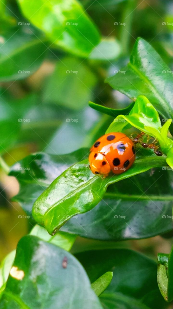 Ladybird