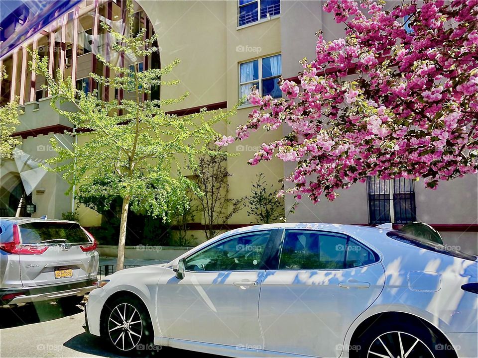 A cherry tree in full bloom by the roadside somewhere in Williamsburg, Brooklyn on route to “Newtown Creek” which is our home base in LIC, Queens, NY. 2022. Hypnotic Productions