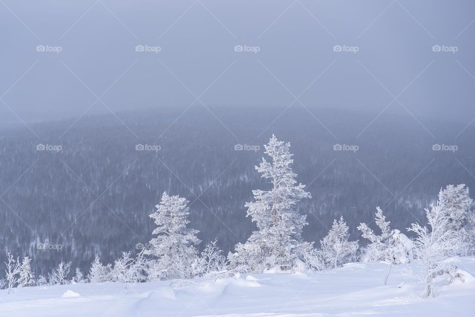 Frozen trees in Finnish Lapland