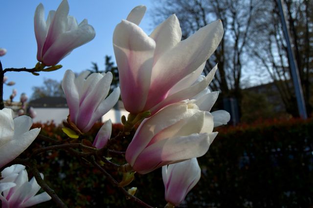 spring