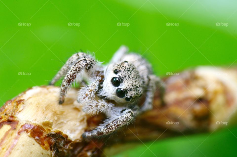 Macro shot of a jumping spider