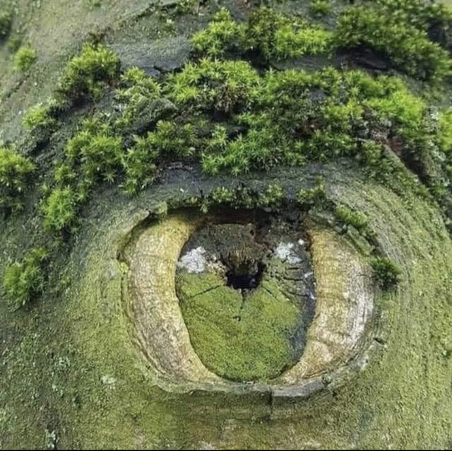 Nature eye