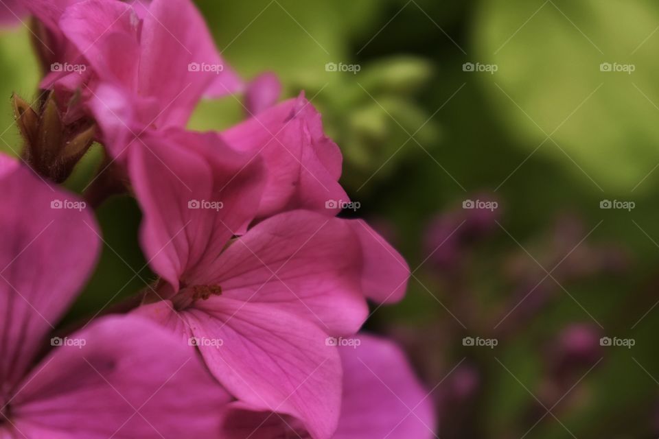 Pretty Pink flower