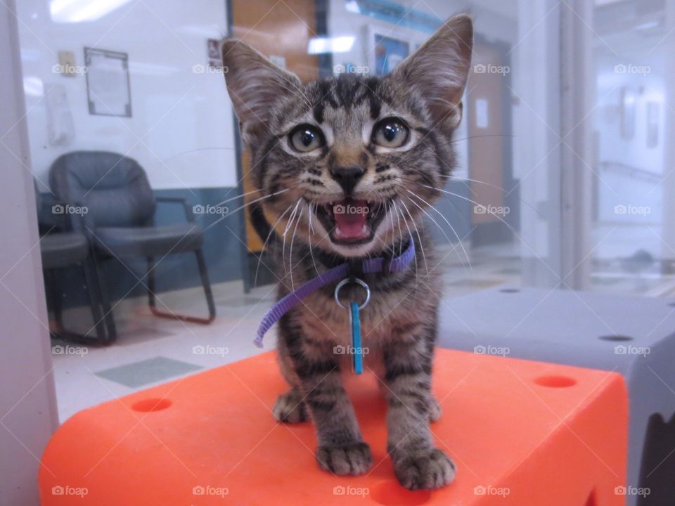 Brown tabby kitten 