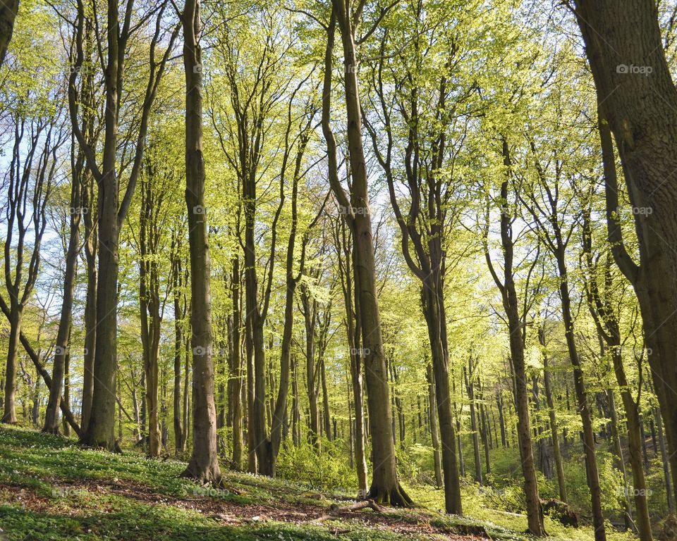 Wood, Tree, Landscape, Leaf, Nature