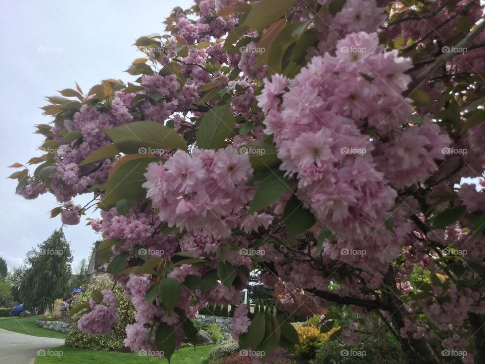 Bright Pink Azalea blooming in the Springtime 