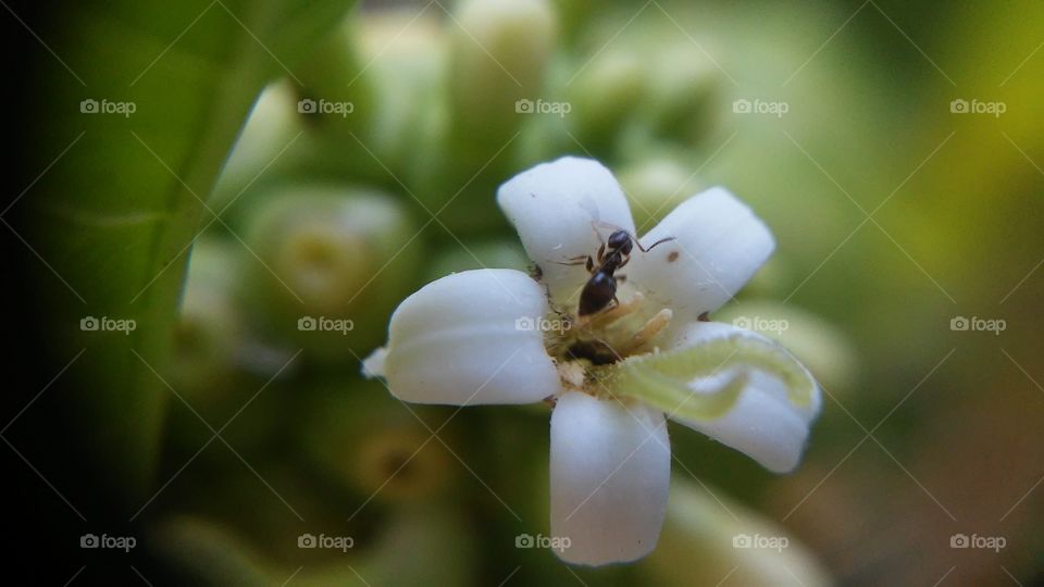 Macro shot of insect on flower