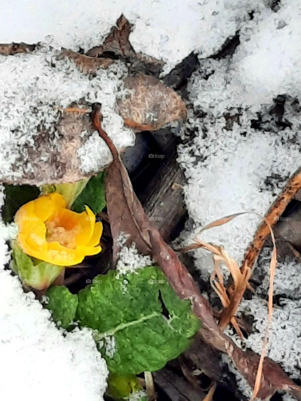 winter garden  - new life before spring - yellow primrose flower