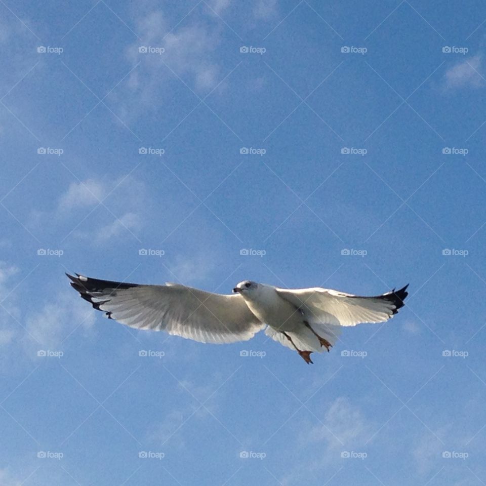 Seagull you fly!