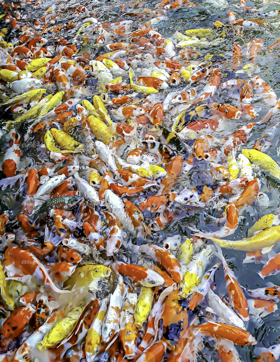 Fancy carp colorful bright on the water eating food.