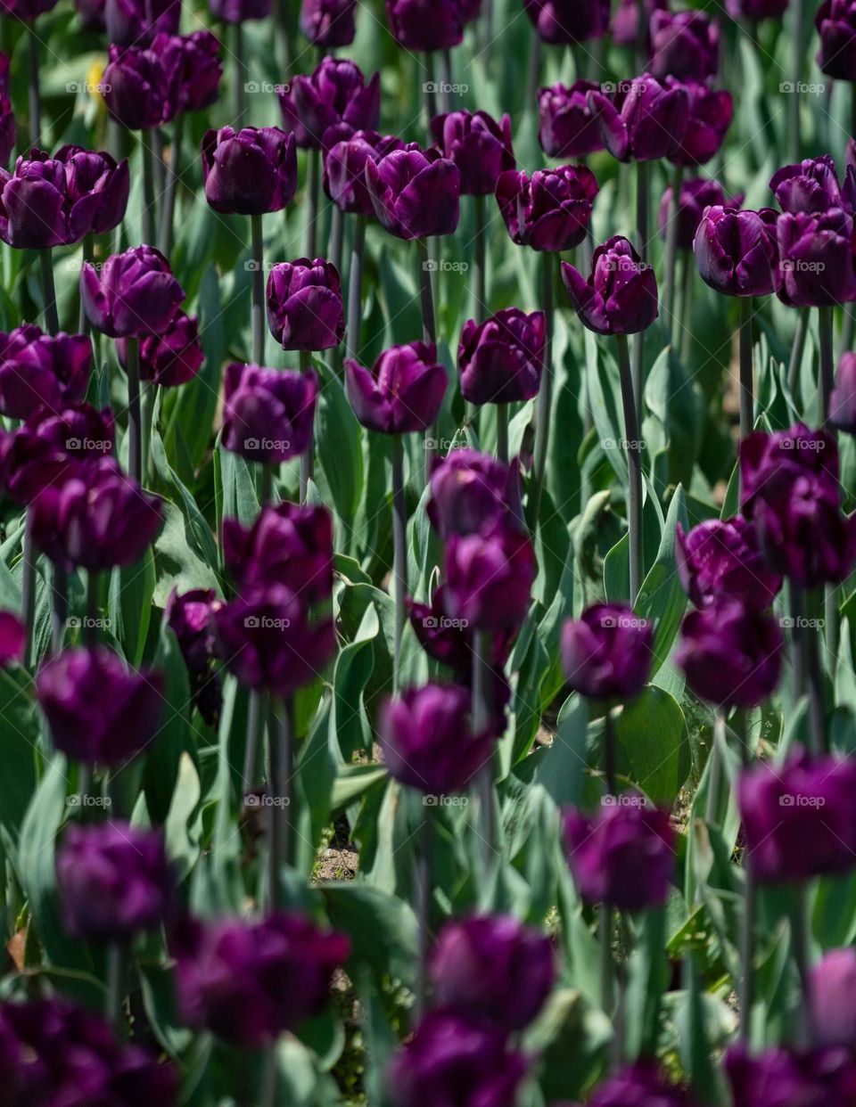 purple tulip flowers

Going into the Royal Botanical Gardens, there were these gardens of tulips! Here are the purple ones.