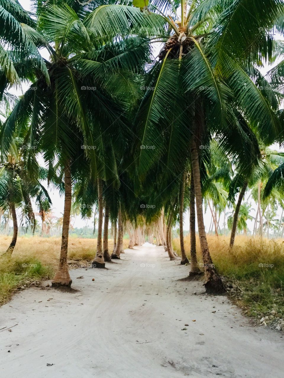 Avenue of palm trees
