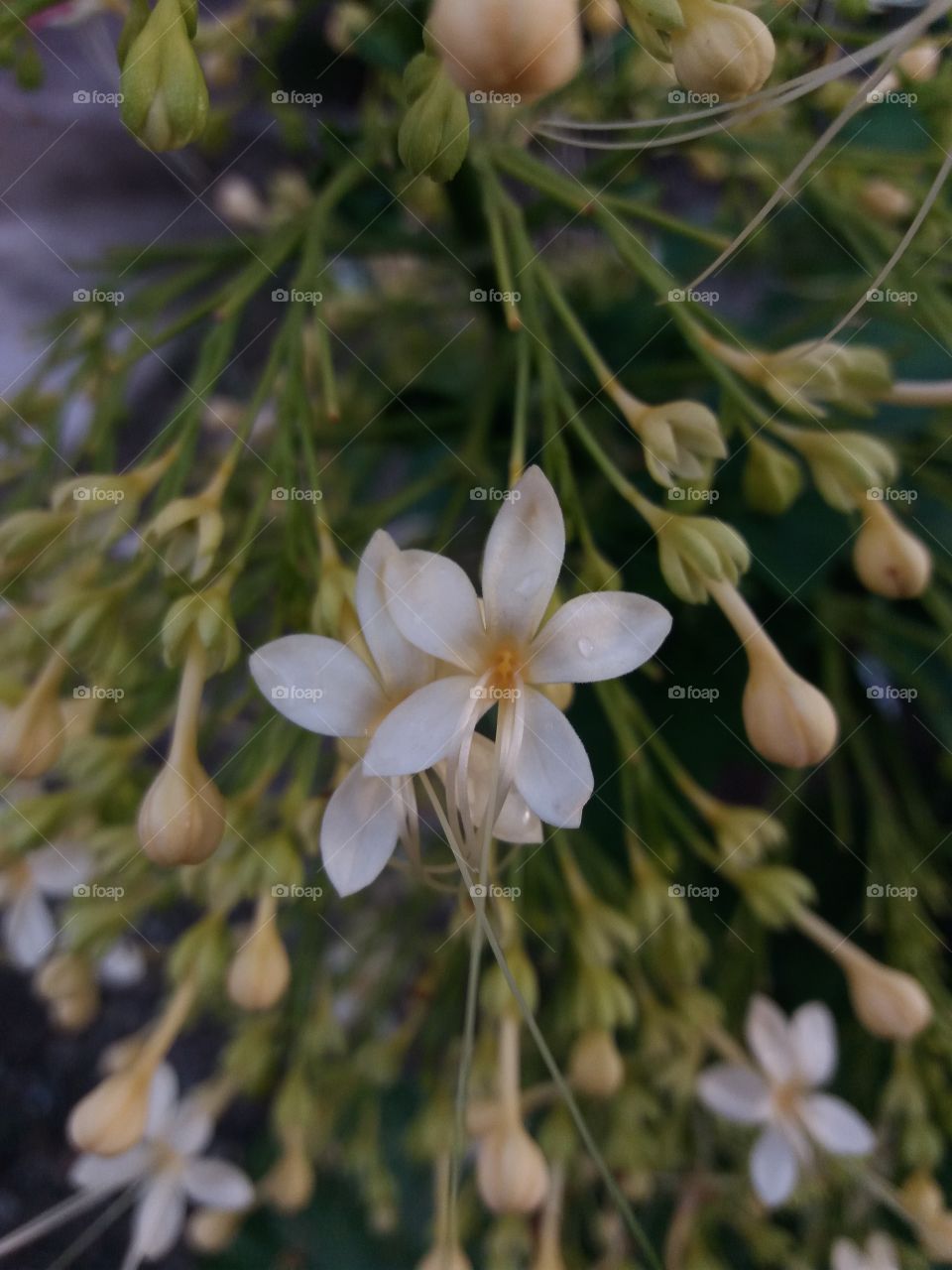 bunga yang cantik