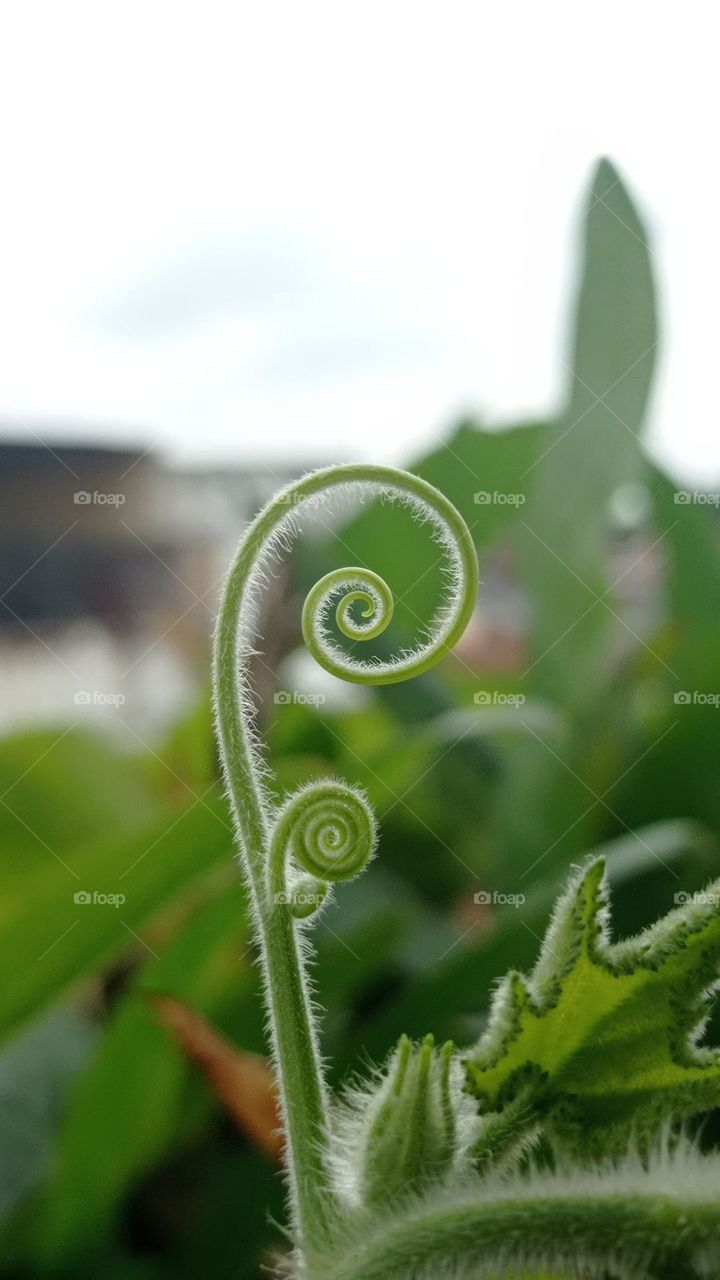 A perfect target made by a plant