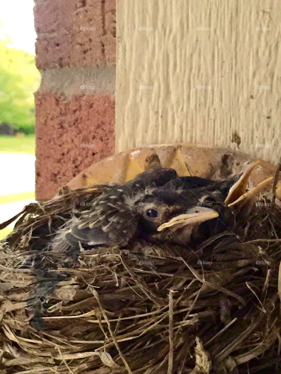 Baby Robin. This a baby robin in its nest.