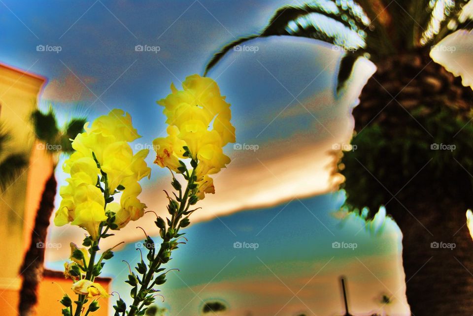 Yellow flowers against sunset