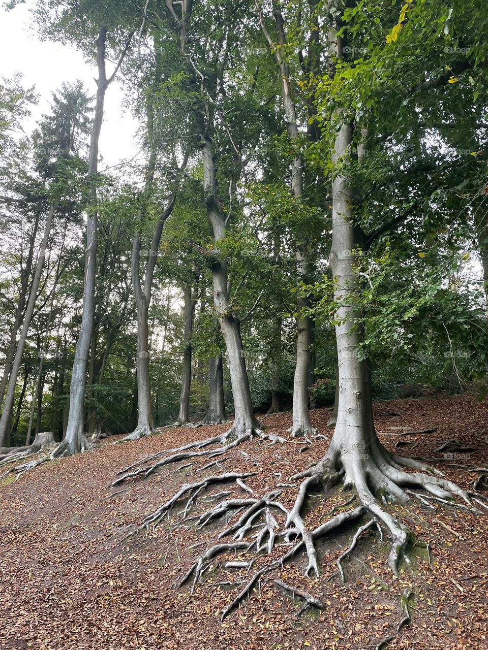 Tree roots 