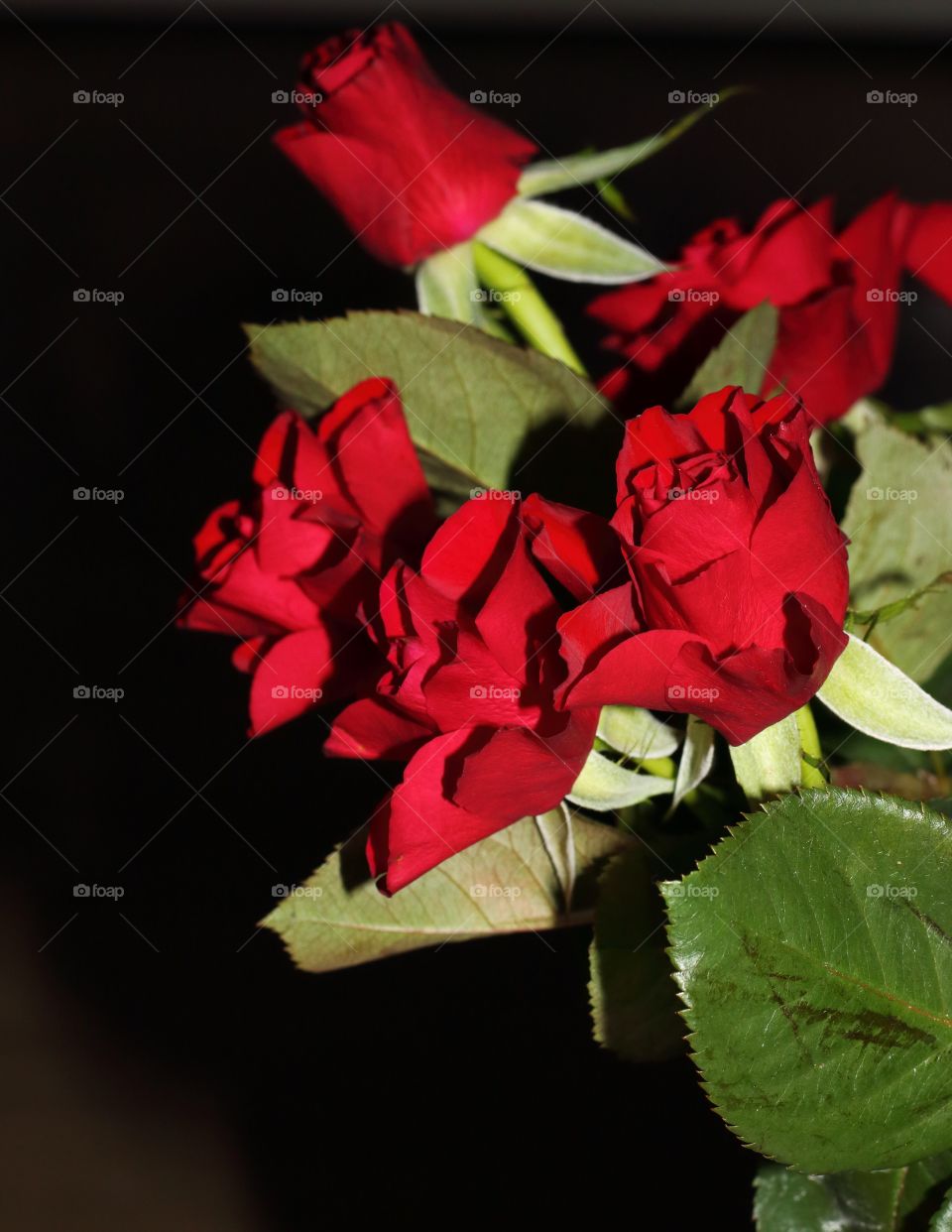 Red roses and black background 