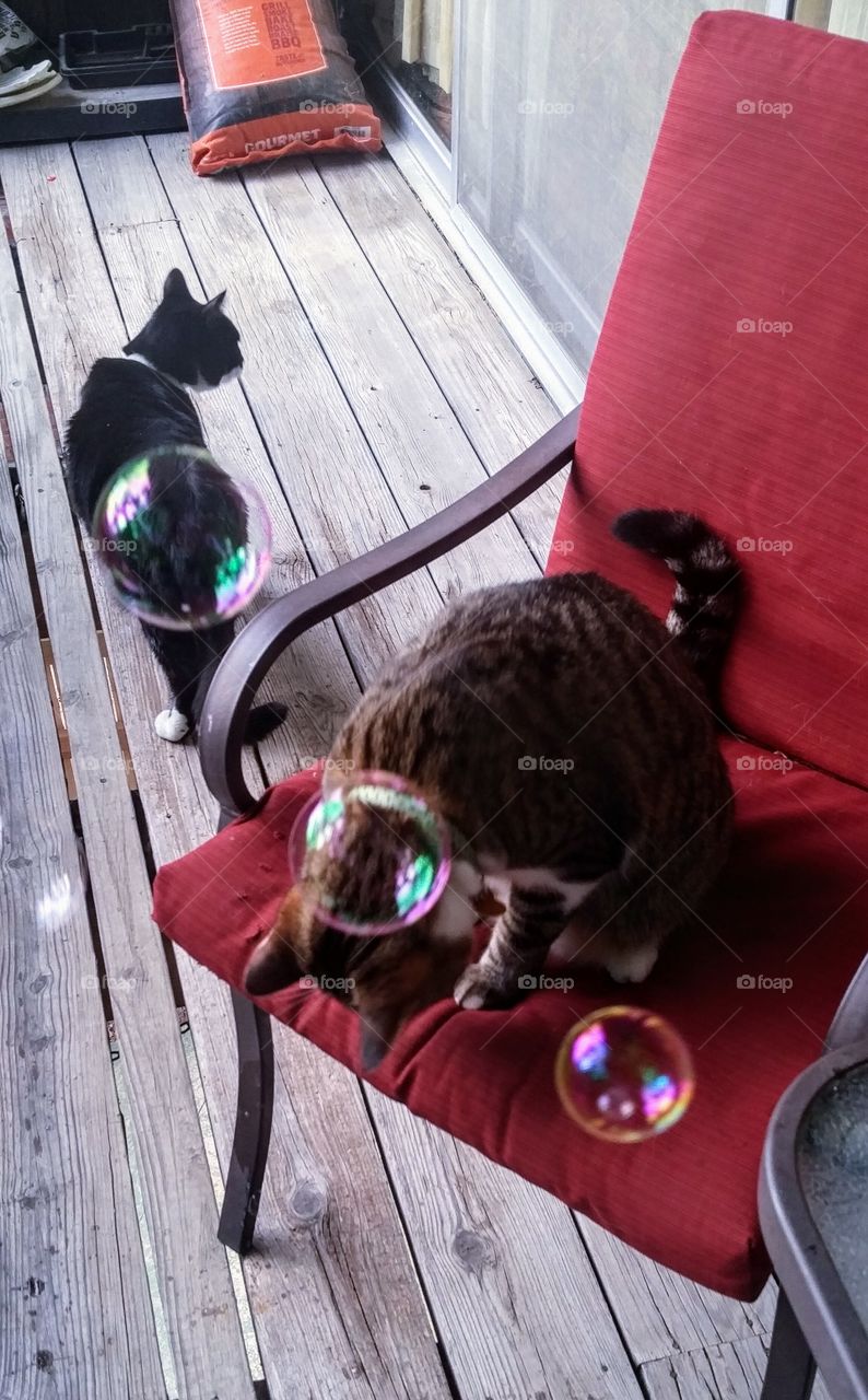 bubbles and two cats on a balcony