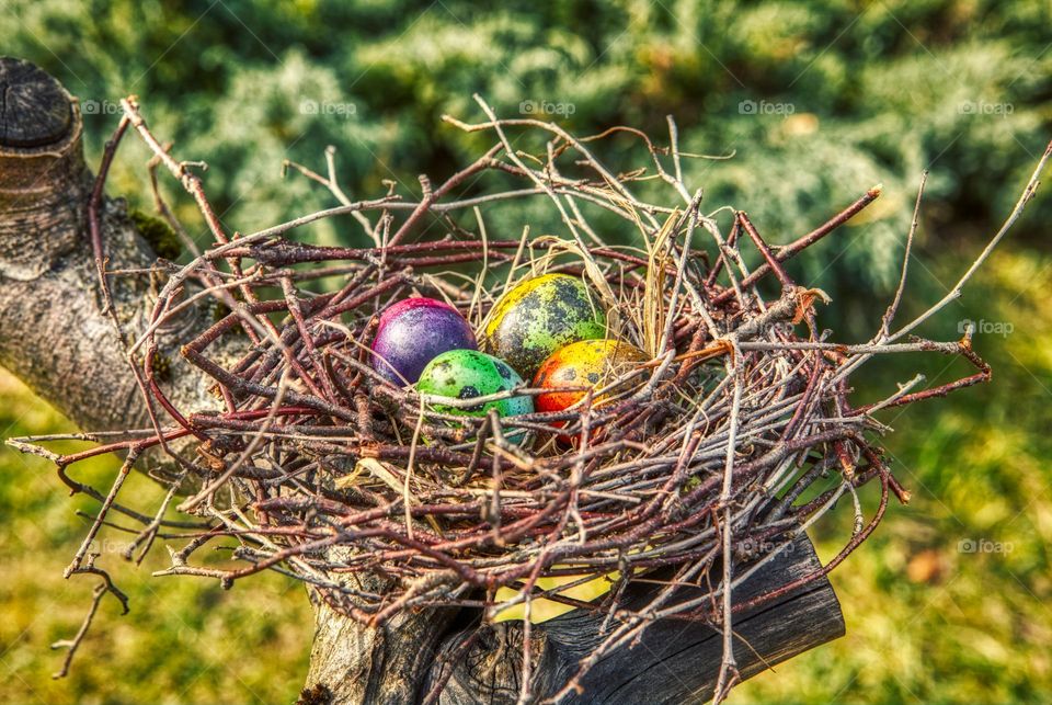 Bird nest with colored eggs