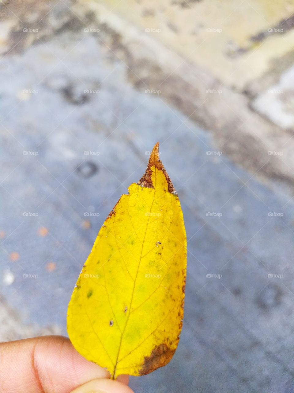 Autumn Season, single leaf.