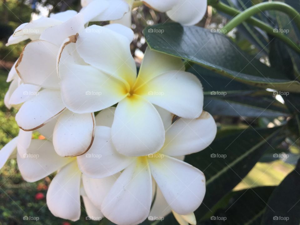 Flower, Nature, Flora, Leaf, Garden