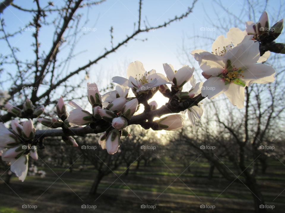 Almond blossoms