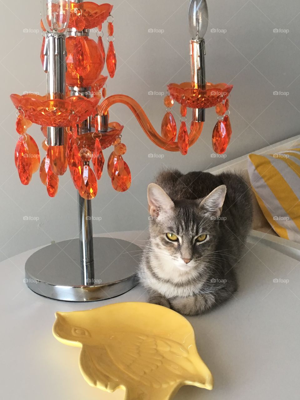 Sitting Cat with the Orange Chandelier