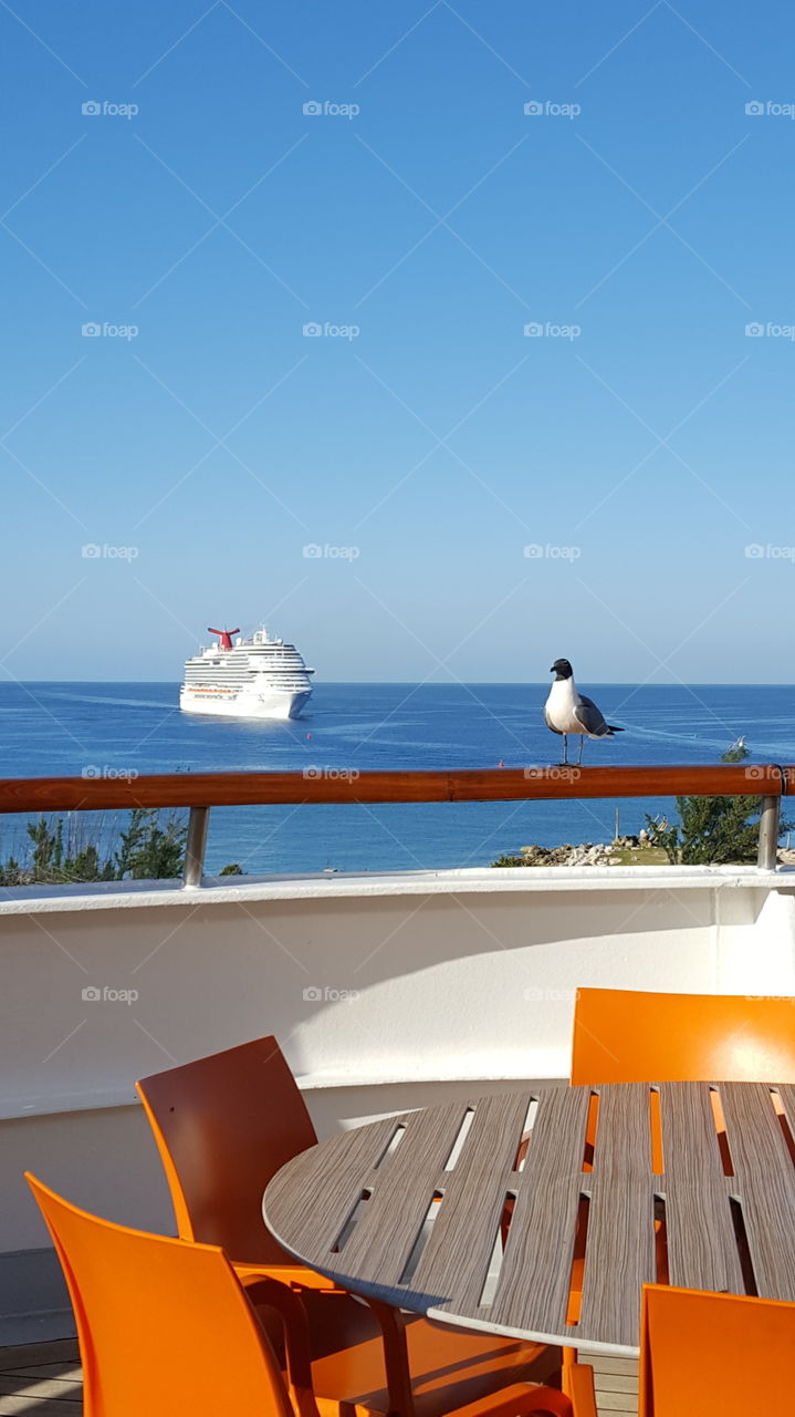 View of a cruise ship from a cruise ship with sea gull on railing
