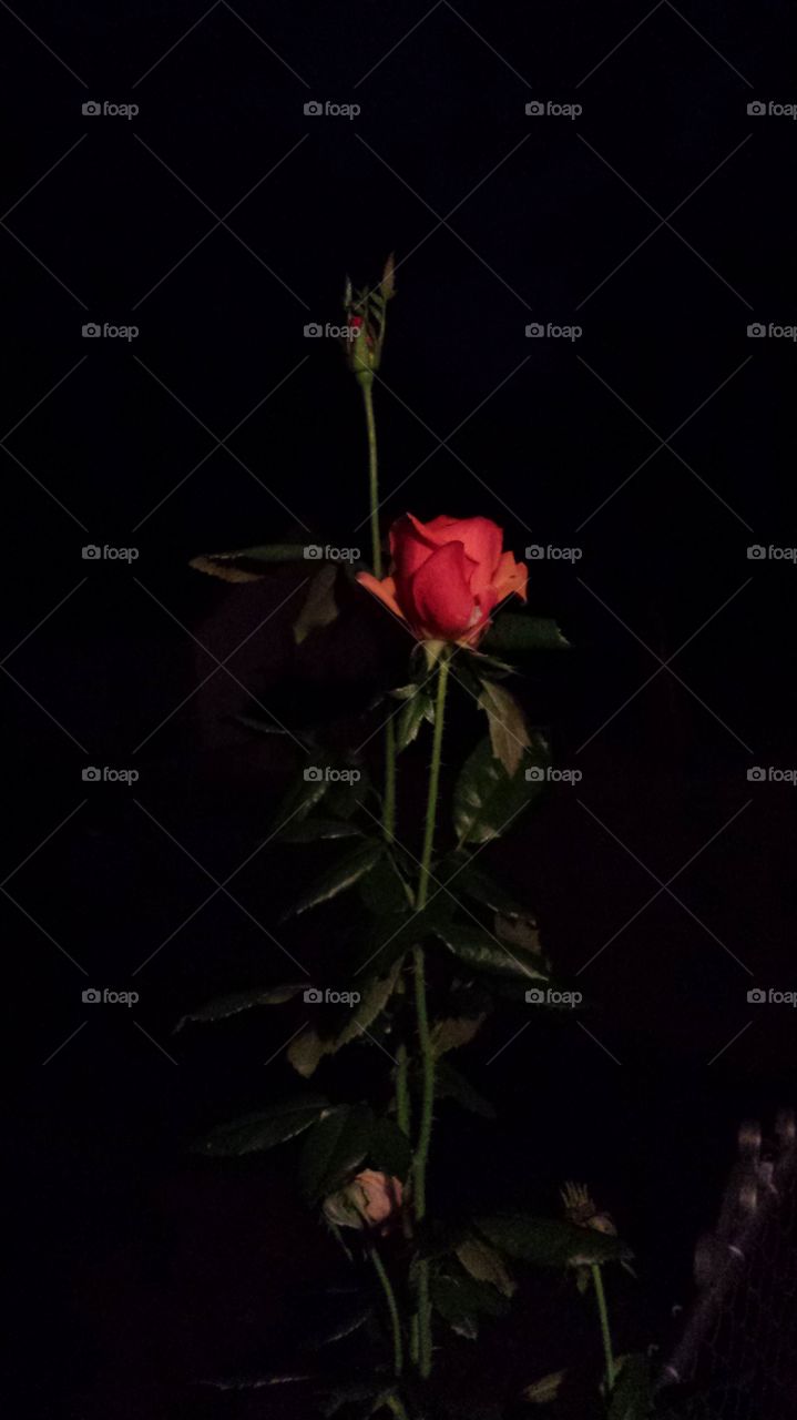 A Rose in the Dark Always Shines