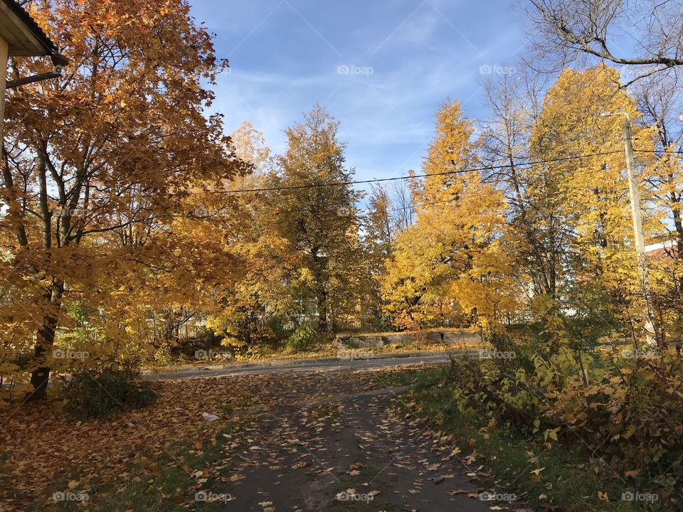 Осень. Деревья. Краски.