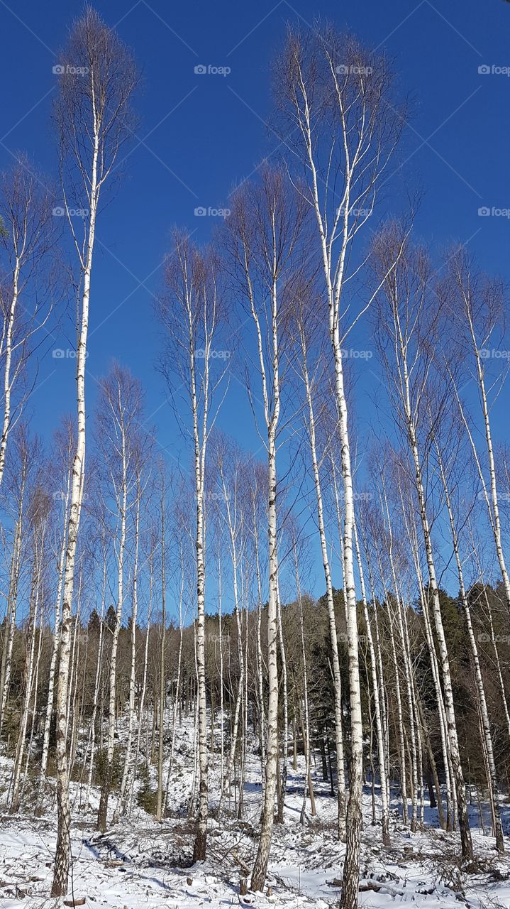 Birch tree forest with snow in a beautiful day with bright blue sky - björk skog snö vacker dag med blå himmel 