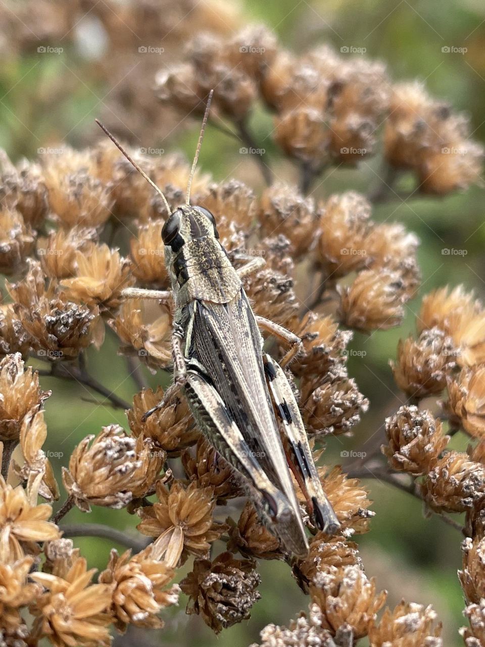 Dried Flowers and Grasshopper...