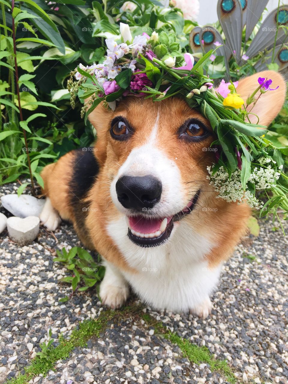 Dog with a flower wreath