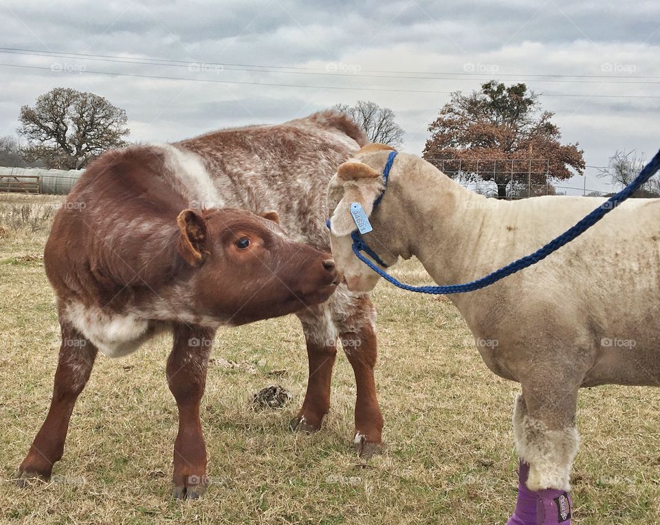 Lamb and calf. 