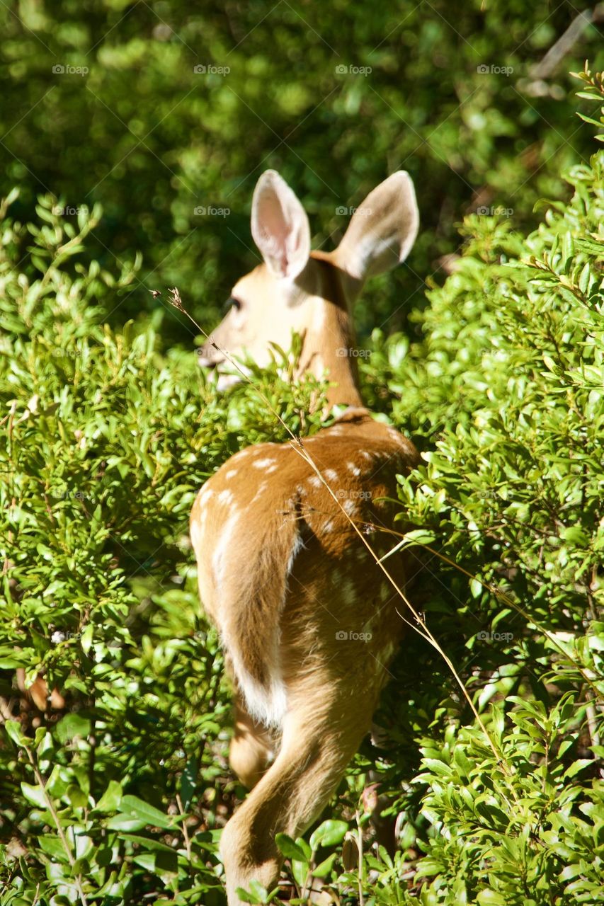Young whitetail deer dawn standing in the bushes facing away. Her spots are still prominent on her little behind.