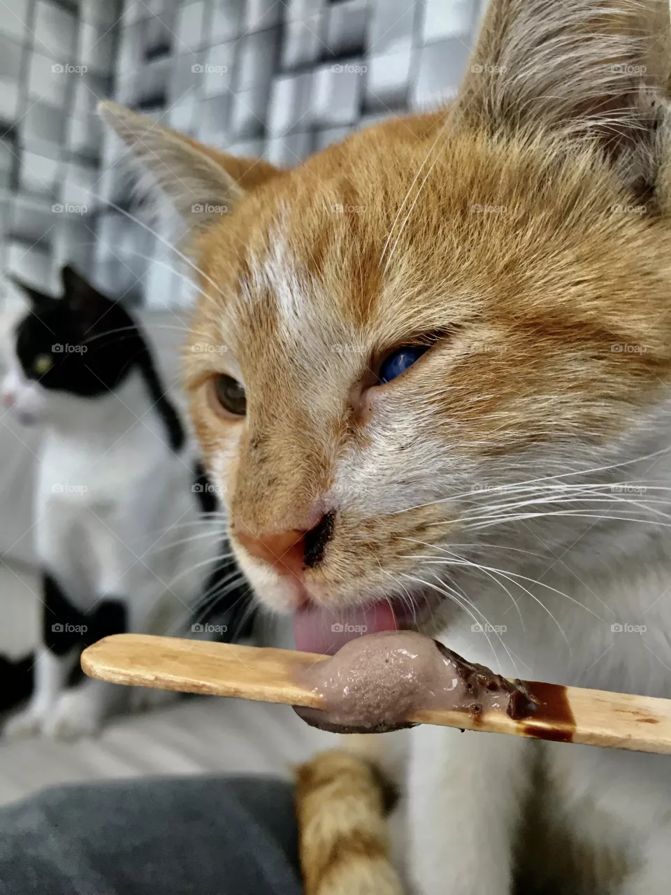 Ice cream cat