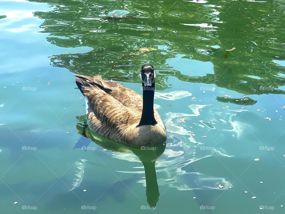 A ducking looking at the camera 