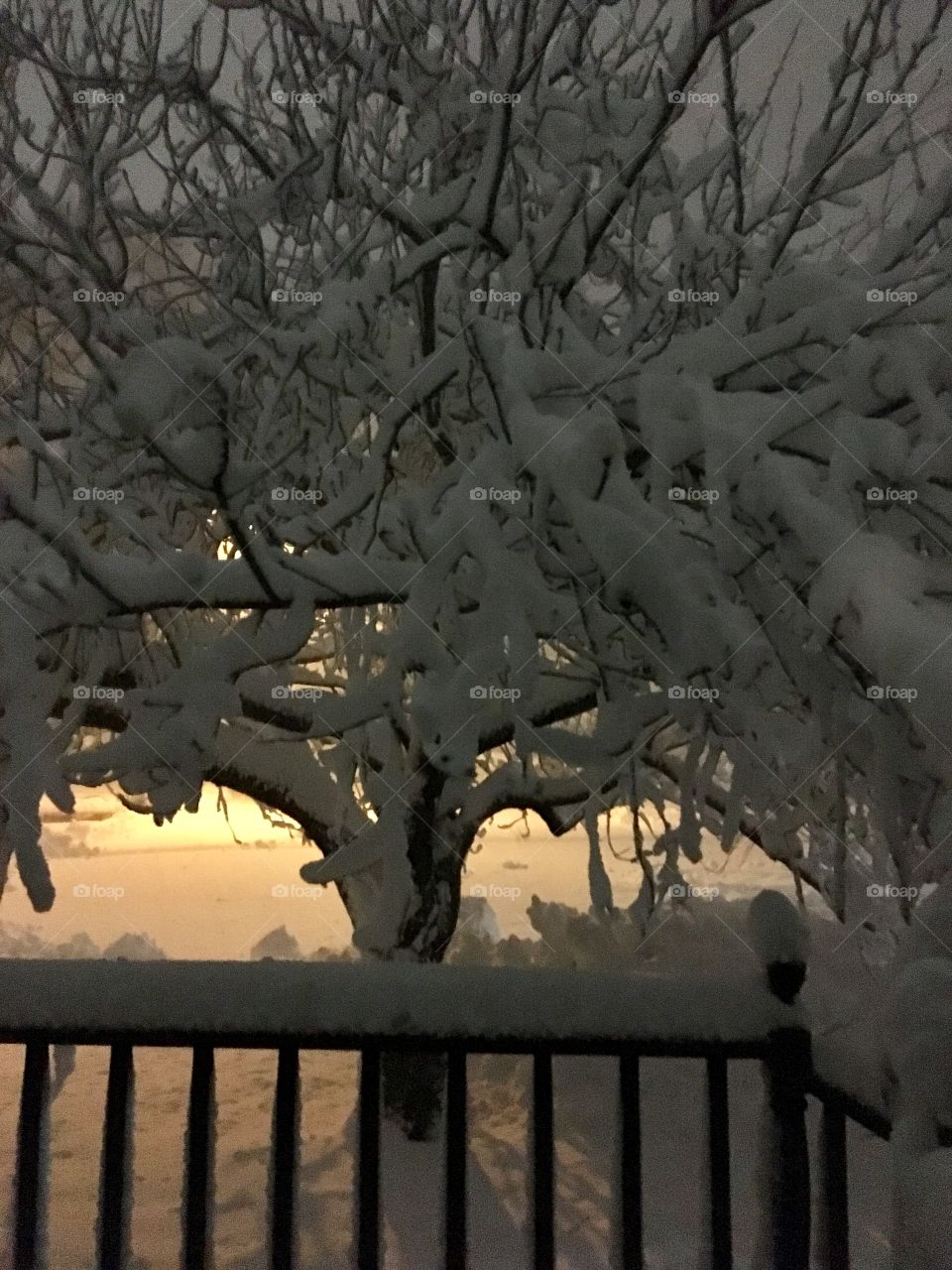 The tree in my front yard illuminated by the snowplow coming down my street. 