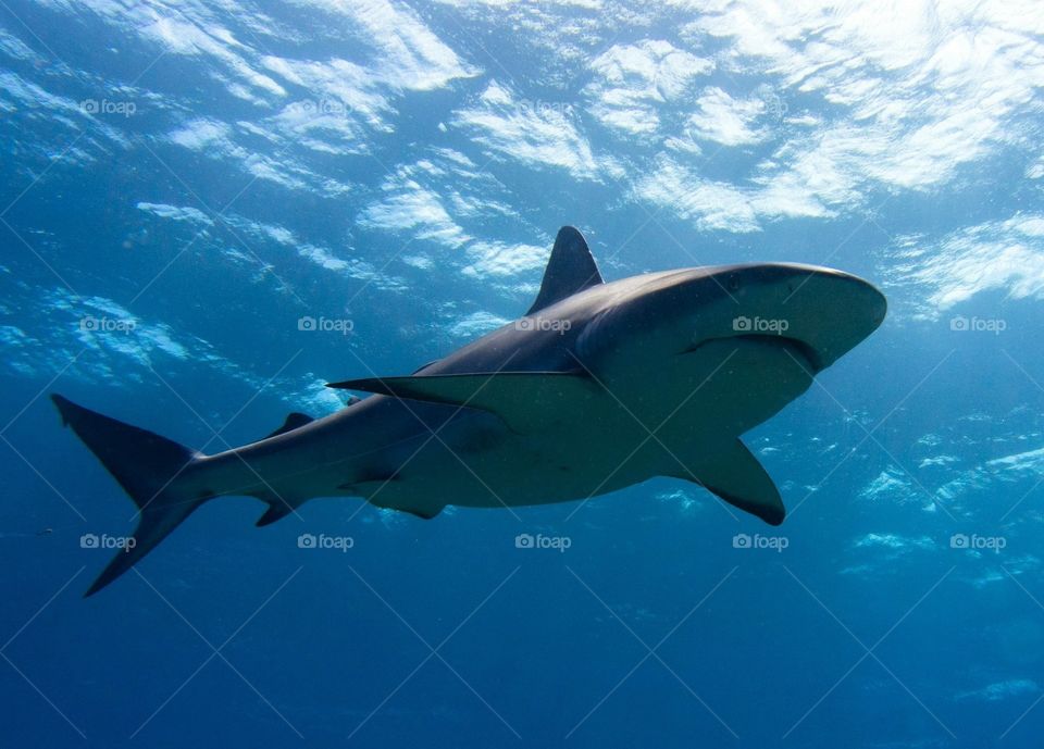 Caribbean Shark