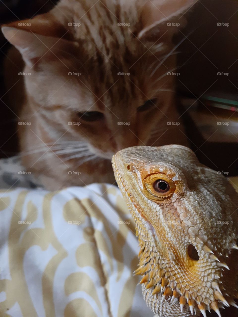 Bearded Dragon and Orange Tabby Cat