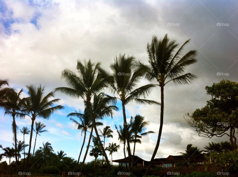 Tropical Palm Trees