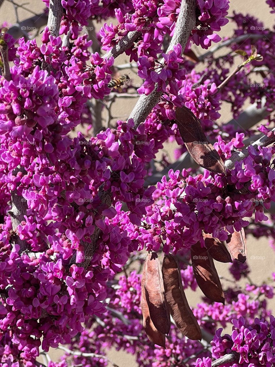 Bee In Tree