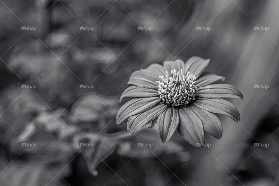 dahlia in black and white