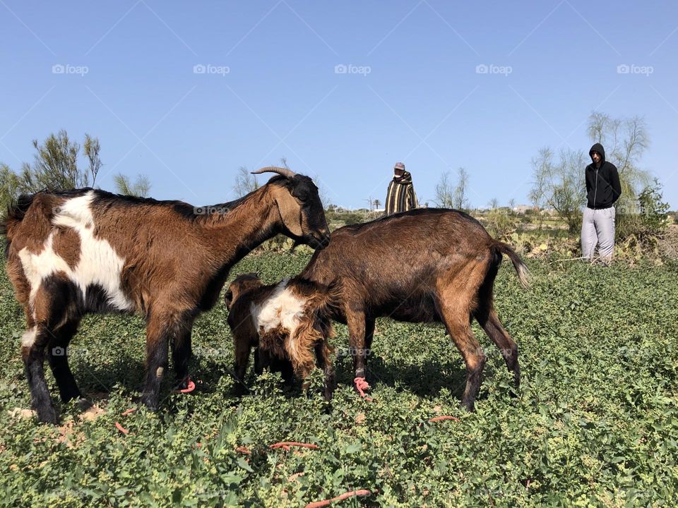 Beautiful brown family goats