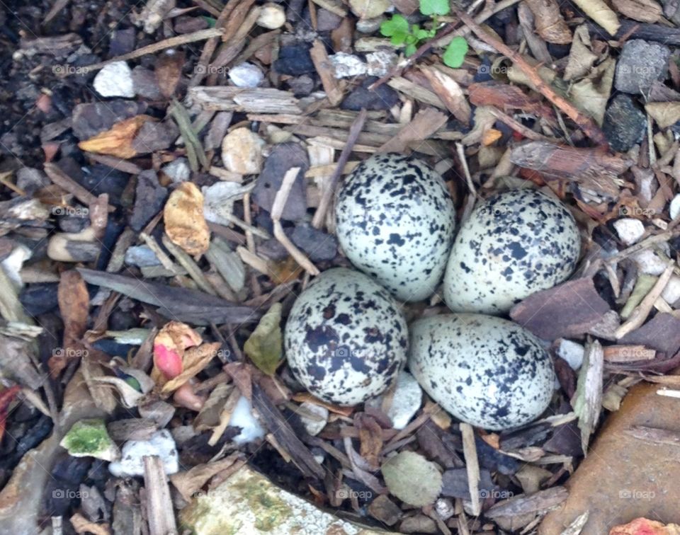 Bird eggs. Black and white bird nest